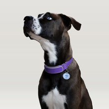 Load image into Gallery viewer, NFC Pet tag