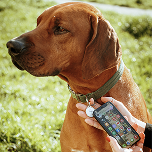 Tago NFC pet tag makes it easy for anyone to scan and access your contact information if your pet goes missing.
